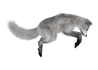 Arctic Fox