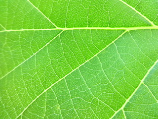 Green Leaf