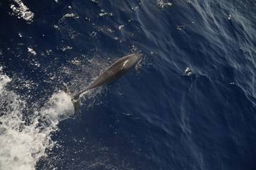 Obraz premium delfin von oben