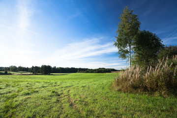 Tranquil grassland and trees at sunrise