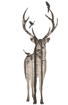deer 2