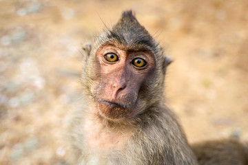 Portrait of monkey