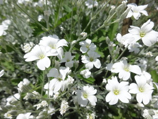 Obraz na płótnie Canvas Field with White flowers