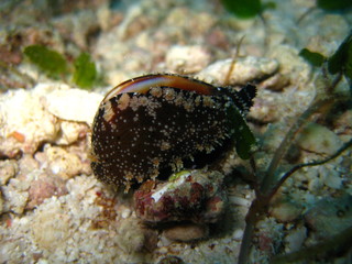 Eischnecke