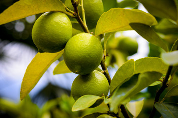 Limetten am Limettenbaum