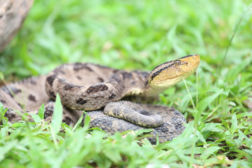 Ferdelance Pit Viper in the Rain Forest