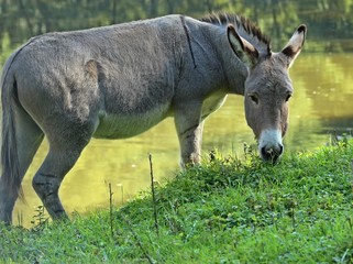 Grasender Esel am Teichufer