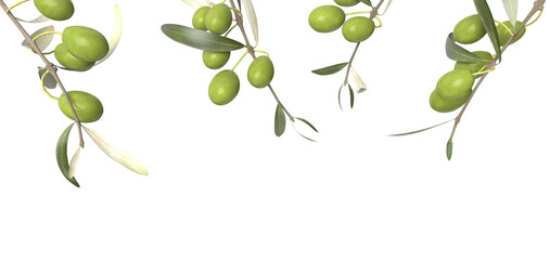 Branches with leaves and olives