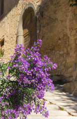 Vicolo con fiori nella città medievale di Volterra