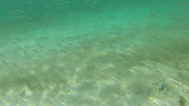 Banc de poissons