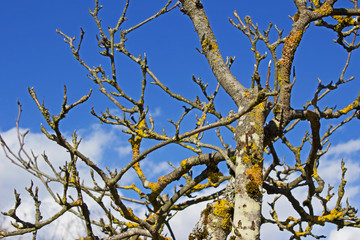 Tree branch agains blue sky