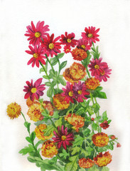 Obraz na płótnie Canvas Flowers chrysanthemum yellow red . Watercolor painting