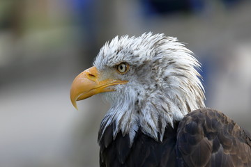 Old American Eagle in Cabarceno