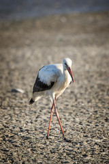 Portrait of a white stork