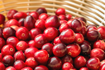 Frisch gepflückte Cranberrys, Nahaufnahme