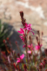 plant with pink flowers. Garden flowers