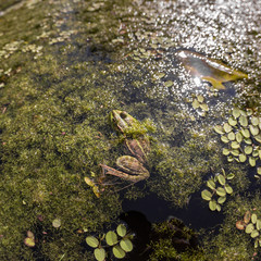 frog in pond