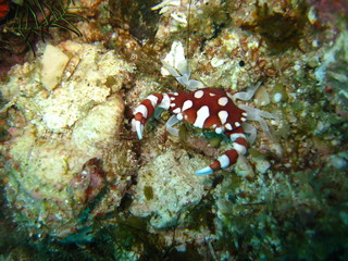 Krabbe
