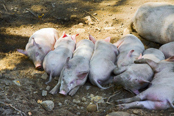 Group of sleeping piglets with the sow in a country farm