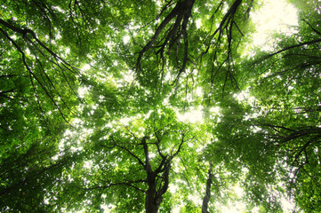 Forest with sunlight