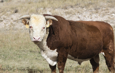 Bull in Field Rural America