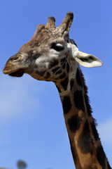 CLOSEUP OF A GIRAFFE 