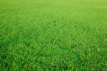 Grass field texture