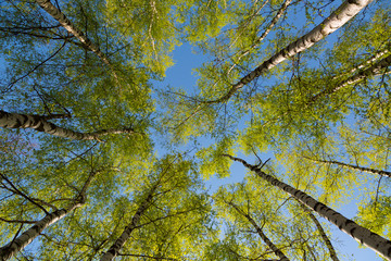 Naklejka premium Green birchwood in a sunny day, the bottom view