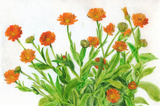 Flowers orange calendula. Watercolor painting