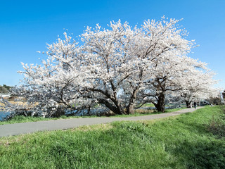 Obraz na płótnie Canvas 川岸の桜