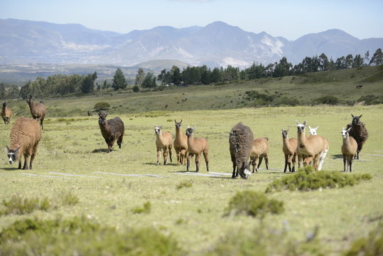  Llama family.