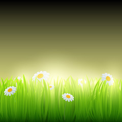 Fototapeta na wymiar Green grass with flowers.