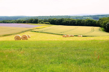 bunte Felder und Wiesen