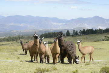  Llama family.