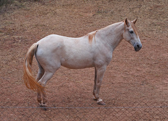Obraz na płótnie Canvas White horse with red hair
