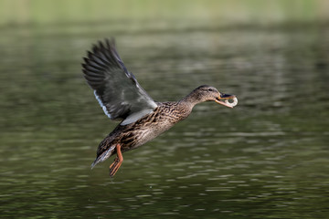 Flying duck with donut
