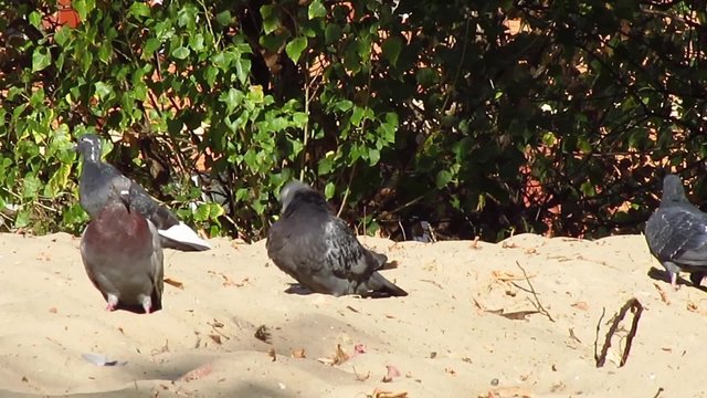 Pigeons in the park on sand