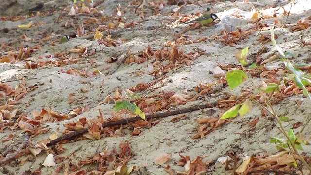 Tomtit bird looking for food
