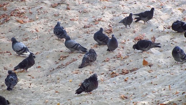 Pigeons in the park on sand