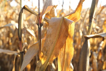 Cornfield in october.
Cornfield before harvest in october glowing in the sunshine.
