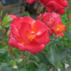 beautiful roses outside of a cottage garden in summer