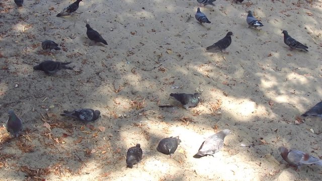 Pigeons in the park on sand