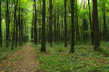 Obraz premium Trees