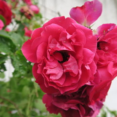 beautiful roses outside of a cottage garden in summer