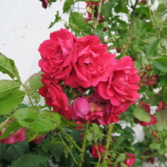 beautiful roses outside of a cottage garden in summer