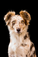 Fototapeta premium Australian Shepherd Low Key