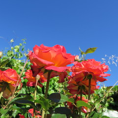 Fototapeta na wymiar beautiful roses outside of a cottage garden in summer