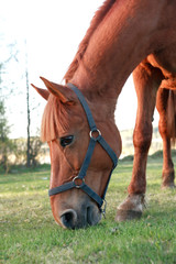Horse On Pasture