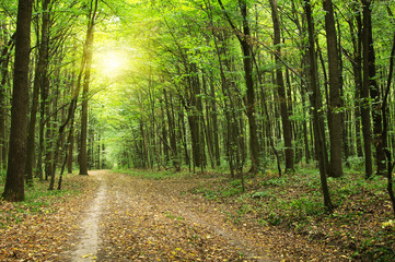 Forest with sunlight