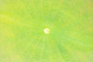 Lotus leaf texture background on water surface